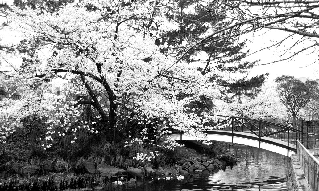 木棧橋-Bridge-日本(大阪府)-城北公園│氶鋒建材│Doozer Wood│WPC│優美木│塑膠木│環塑木│環保木│合成木│環保塑木│塑膠仿木│環保塑合木│木塑複合材料│再生環保│綠建材