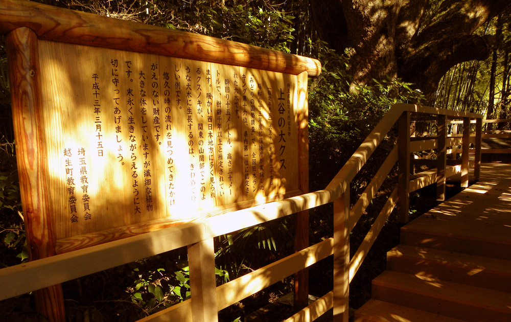 步道-棧道-Boardwalk-日本(埼玉県)-上谷の大クス│氶鋒建材│Doozer Wood│WPC│優美木│塑膠木│環塑木│環保木│合成木│環保塑木│塑膠仿木│環保塑合木│木塑複合材料│再生環保│綠建材