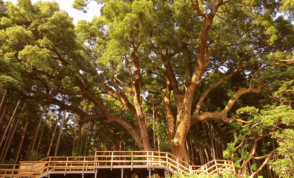 步道-棧道-Boardwalk-日本(埼玉県)-上谷の大クス│氶鋒建材│Doozer Wood│WPC│優美木│塑膠木│環塑木│環保木│合成木│環保塑木│塑膠仿木│環保塑合木│木塑複合材料│再生環保│綠建材