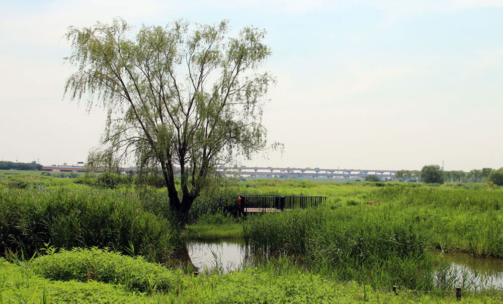 親水-Water Accessibility-日本(東京都)-都民ゴルフ場│氶鋒建材│Doozer Wood│WPC│優美木│塑膠木│環塑木│環保木│合成木│環保塑木│塑膠仿木│環保塑合木│木塑複合材料│再生環保│綠建材